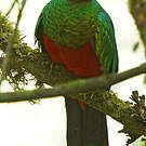 Quetzal doré