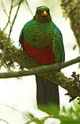 Golden-headed Quetzal