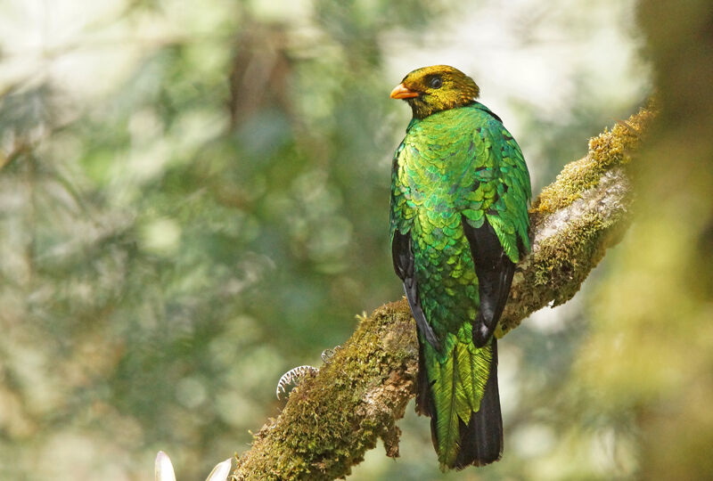 Quetzal doréadulte