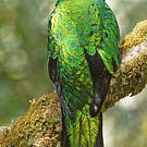 Quetzal doré