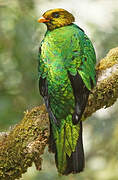 Golden-headed Quetzal