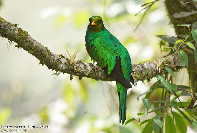 Quetzal doré mâle adulte, identification