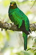 Golden-headed Quetzal