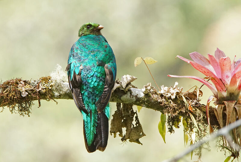 Golden-headed Quetzal