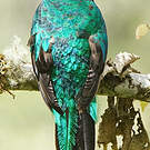 Quetzal doré