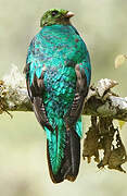 Golden-headed Quetzal