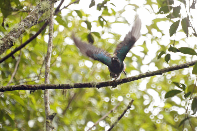 Quetzal resplendissant femelle