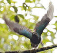 Quetzal resplendissant