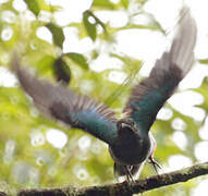 Quetzal resplendissant