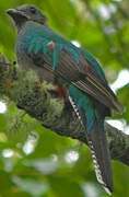 Quetzal resplendissant