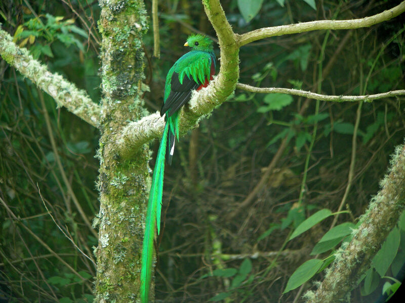 Quetzal resplendissant mâle