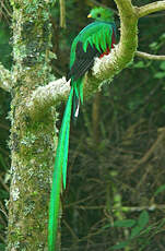 Quetzal resplendissant