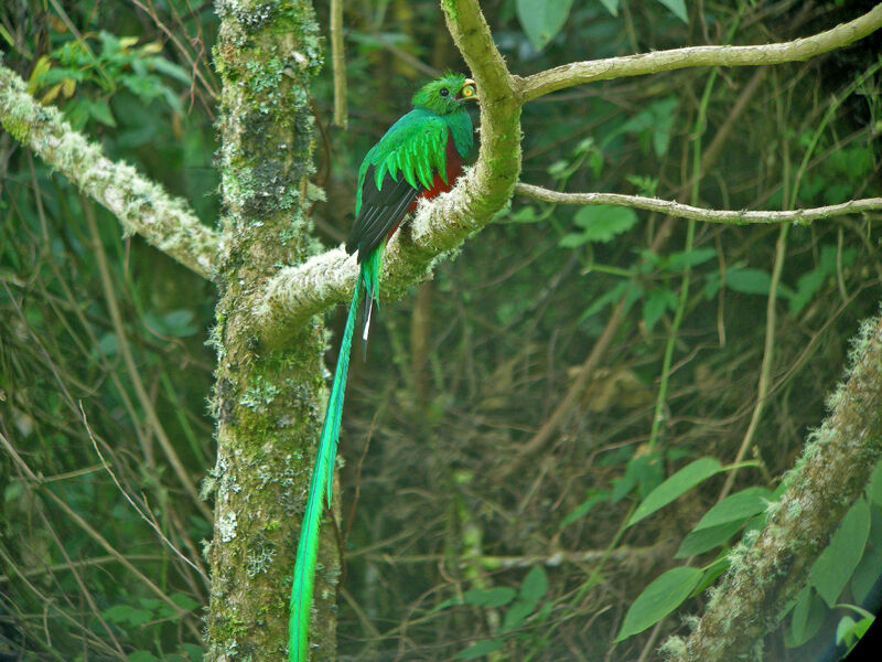 Quetzal resplendissant mâle