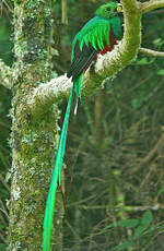 Quetzal resplendissant