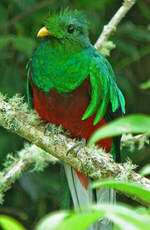 Quetzal resplendissant