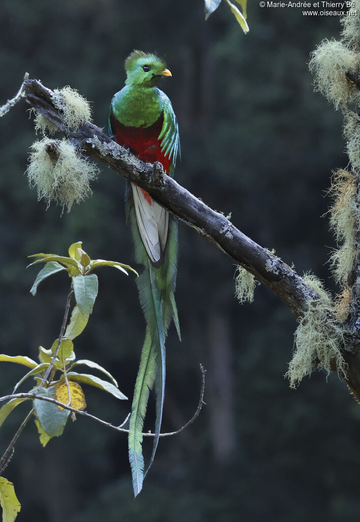 Resplendent Quetzal