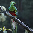 Quetzal resplendissant