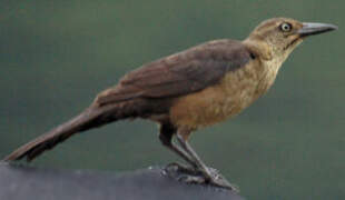 Great-tailed Grackle