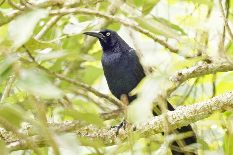 Great-tailed Grackle male