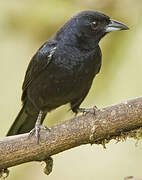 Scrub Blackbird