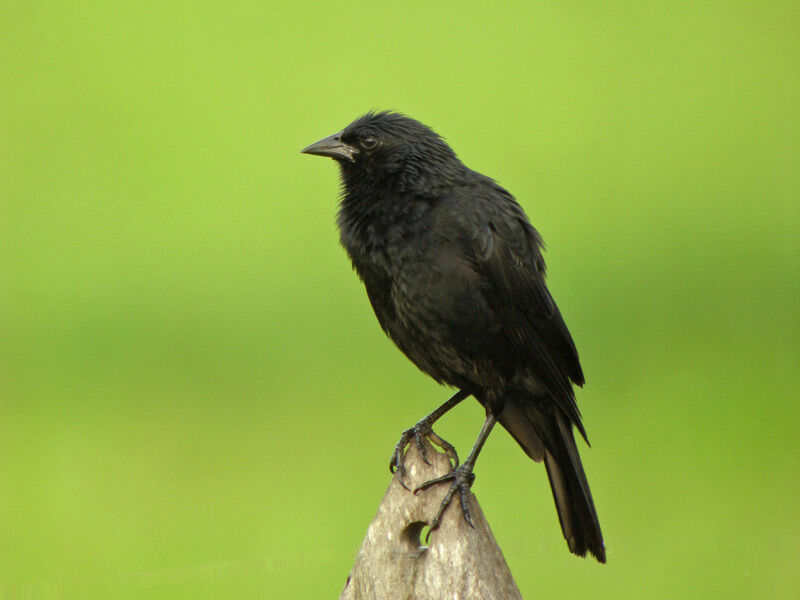 Chopi Blackbird