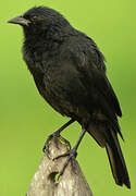 Chopi Blackbird