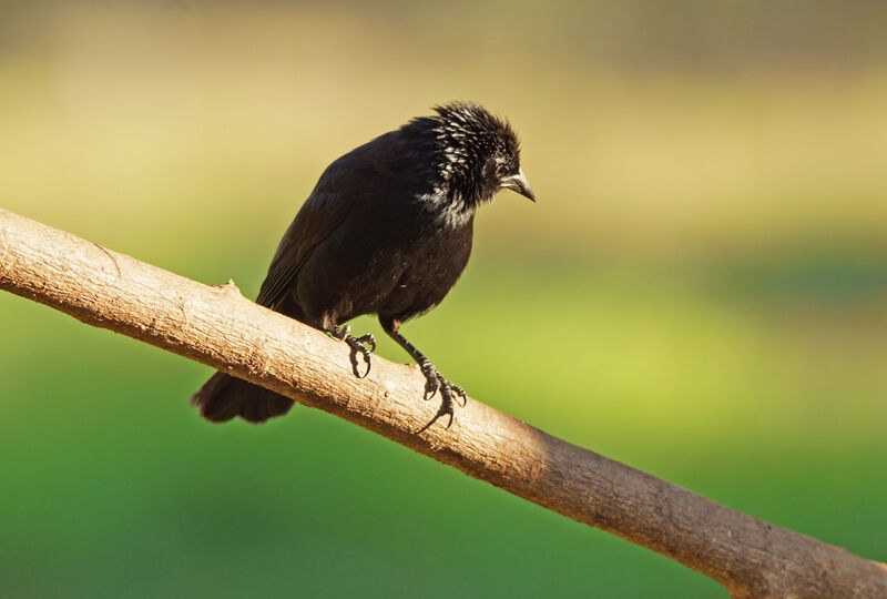 Chopi Blackbird