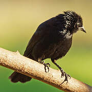 Chopi Blackbird