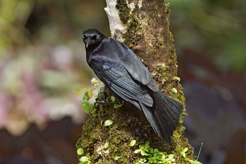 Carib Grackle male