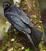 Carib Grackle