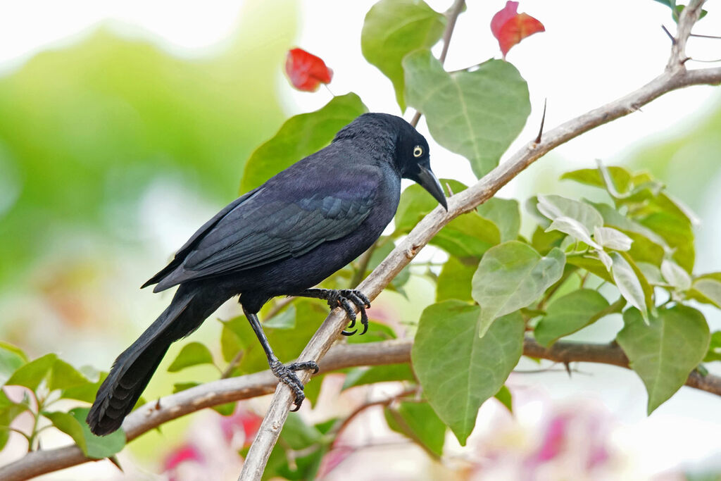 Carib Grackle male