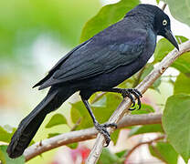 Carib Grackle