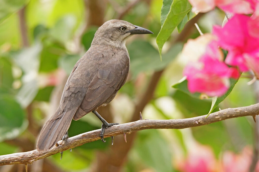 Carib Grackle female