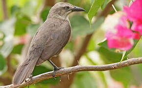 Carib Grackle