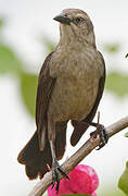 Carib Grackle