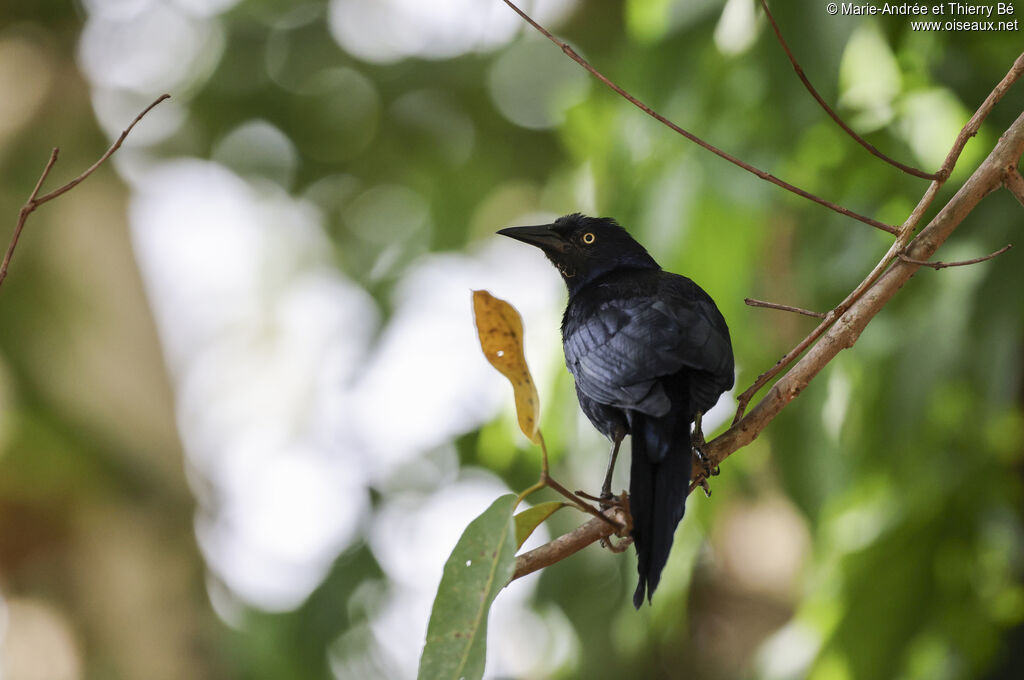 Greater Antillean Grackle