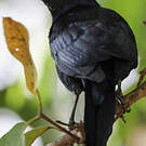 Quiscale noir