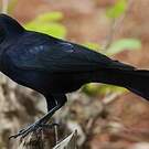 Quiscale noir