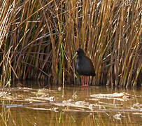 Plumbeous Rail