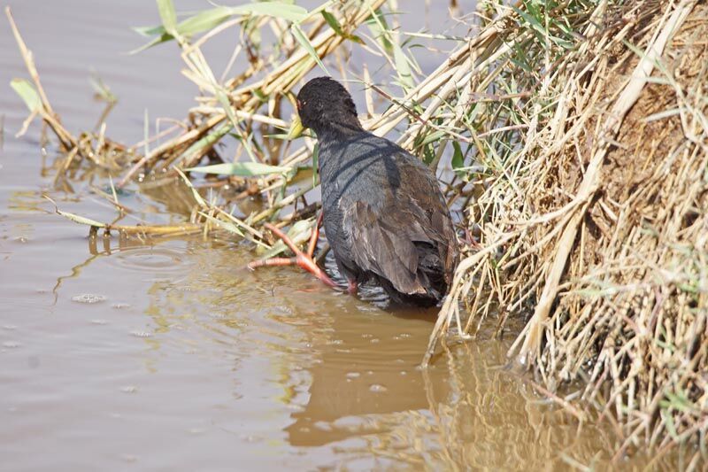 Black Crake