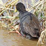 Black Crake