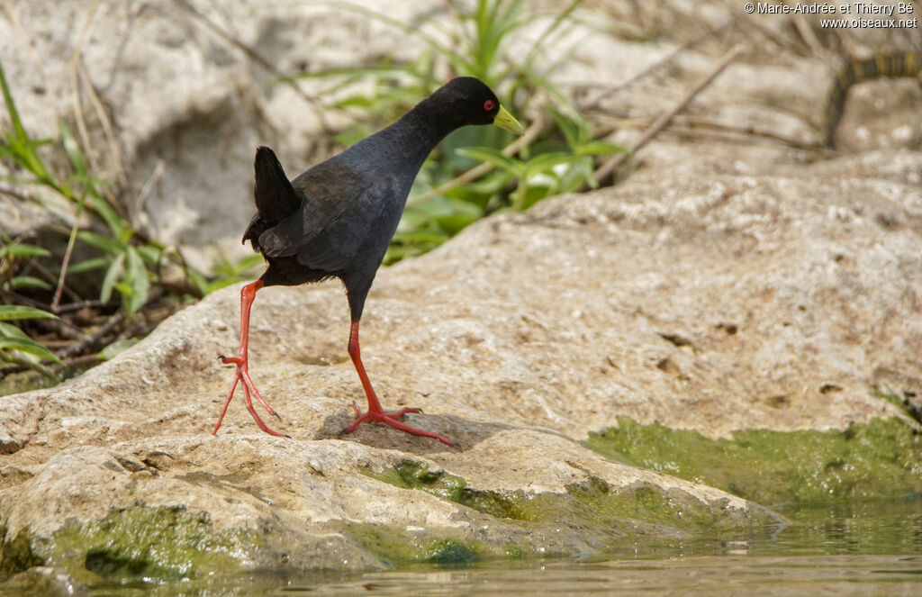 Black Crake