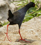 Black Crake