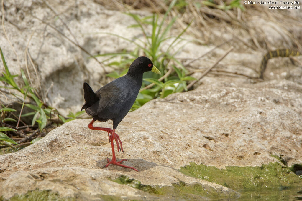 Black Crake