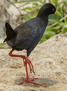 Black Crake