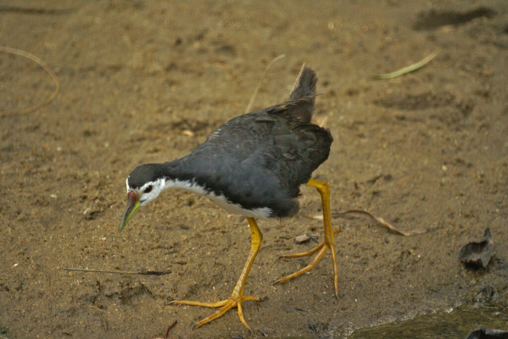 White-breasted Waterhen