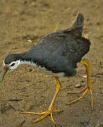 White-breasted Waterhen