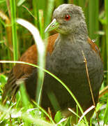 Black-tailed Crake