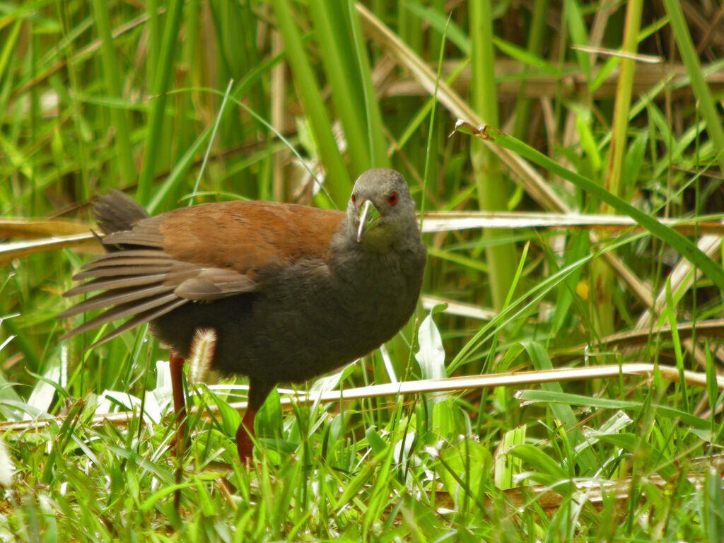 Black-tailed Crake