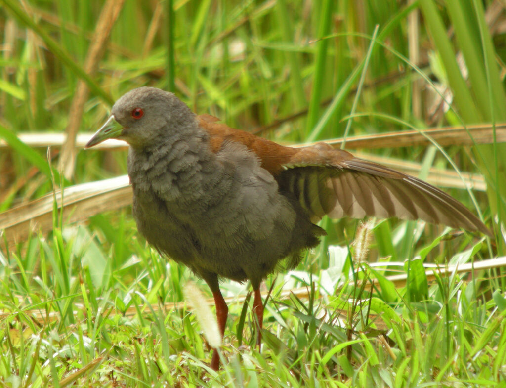 Black-tailed Crake